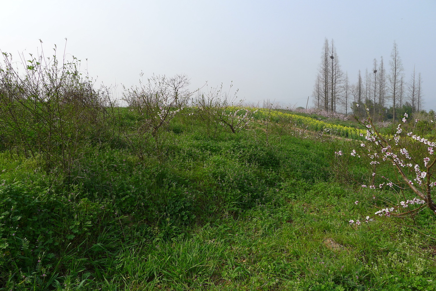 莫角山高地