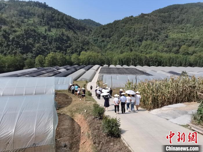 图为财梁社区天瑞塬蔬菜园区。 杨英琦 摄
