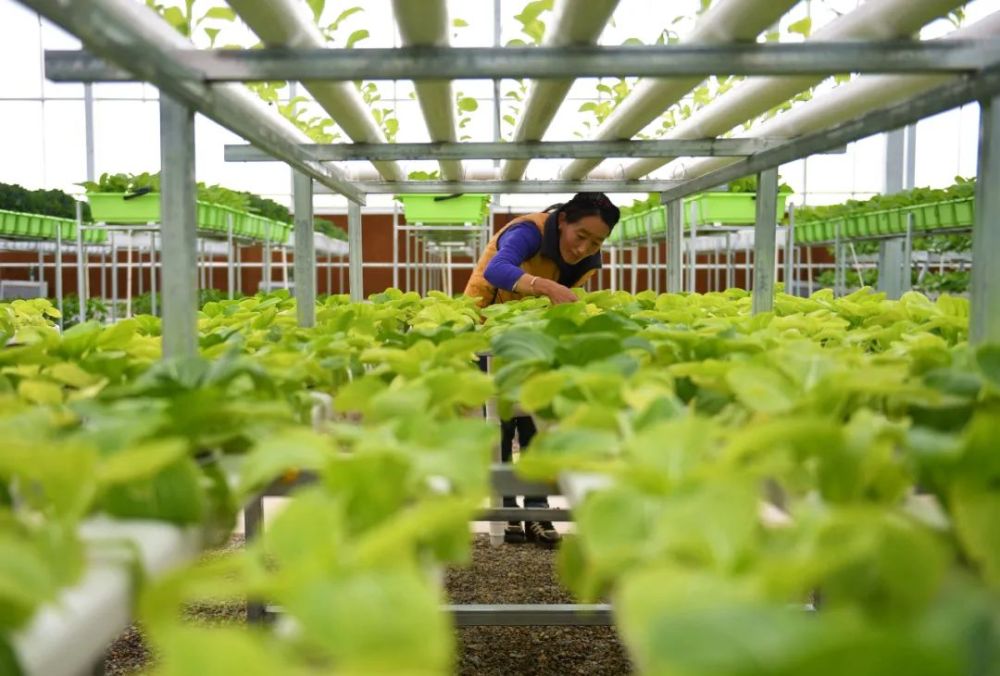 西藏阿里地区噶尔县生态农业产业园工作人员在打理管道式水培种植的蔬菜(2017年9月1日摄) 晋美多吉摄/本刊