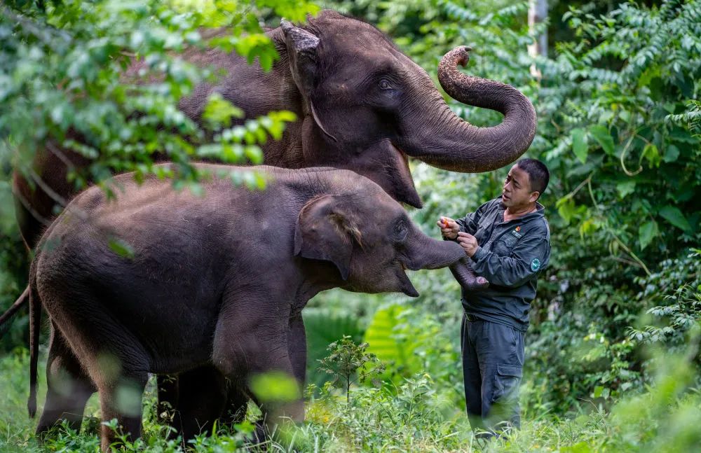 云南西双版纳野象谷大象医生保明伟带着大象进行野化训练（2022年7月28日摄）。江文耀 摄