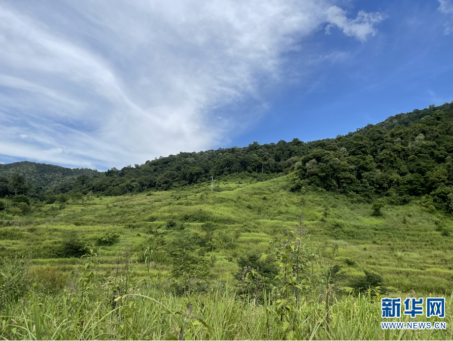 西双版纳国家级自然保护区勐养子保护区亚洲象食源基地（7月28日摄）。明德 摄