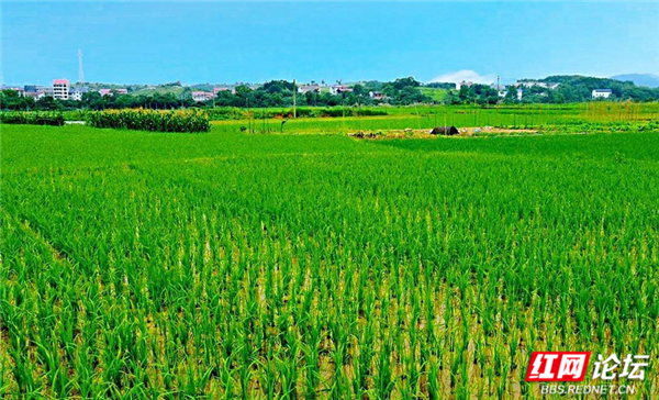 向往的家园丨随着稻香河流继续奔跑,这是我的快乐乡村生活休闲区蓝鸢梦想 - Www.slyday.coM 向往的家园丨随着稻香河流继续奔跑,这是我的快乐乡村生活休闲区蓝鸢梦想 - Www.slyday.coM