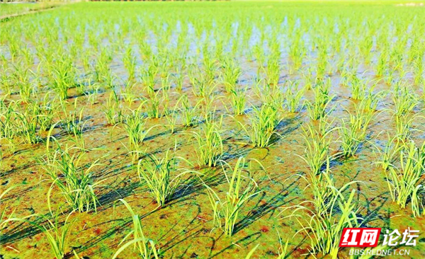 向往的家园丨随着稻香河流继续奔跑,这是我的快乐乡村生活休闲区蓝鸢梦想 - Www.slyday.coM 向往的家园丨随着稻香河流继续奔跑,这是我的快乐乡村生活休闲区蓝鸢梦想 - Www.slyday.coM