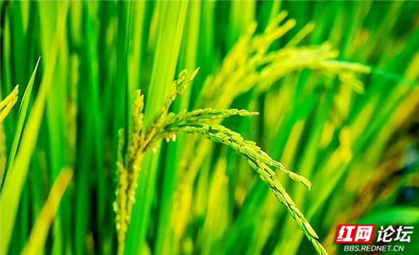 向往的家园丨随着稻香河流继续奔跑,这是我的快乐乡村生活休闲区蓝鸢梦想 - Www.slyday.coM 向往的家园丨随着稻香河流继续奔跑,这是我的快乐乡村生活休闲区蓝鸢梦想 - Www.slyday.coM