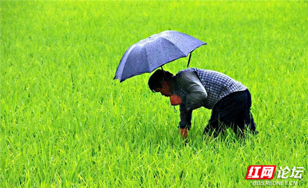 向往的家园丨随着稻香河流继续奔跑,这是我的快乐乡村生活休闲区蓝鸢梦想 - Www.slyday.coM 向往的家园丨随着稻香河流继续奔跑,这是我的快乐乡村生活休闲区蓝鸢梦想 - Www.slyday.coM