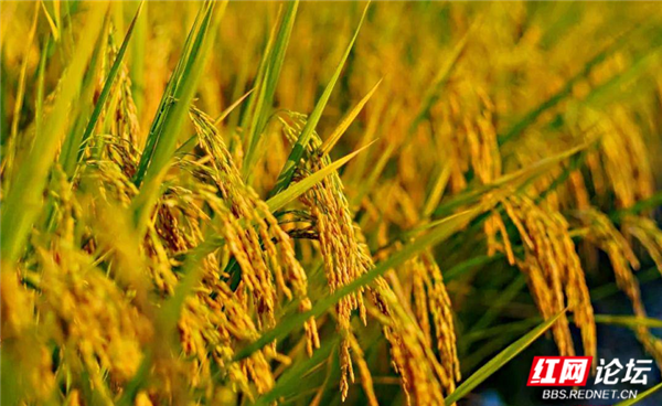 向往的家园丨随着稻香河流继续奔跑,这是我的快乐乡村生活休闲区蓝鸢梦想 - Www.slyday.coM 向往的家园丨随着稻香河流继续奔跑,这是我的快乐乡村生活休闲区蓝鸢梦想 - Www.slyday.coM