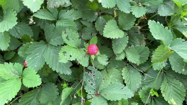 30秒认识植物：蛇莓