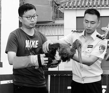 晋城一只受伤“大鸟”被救助原来是国家一级保护动物黑鹳休闲区蓝鸢梦想 - Www.slyday.coM 晋城一只受伤“大鸟”被救助原来是国家一级保护动物黑鹳休闲区蓝鸢梦想 - Www.slyday.coM