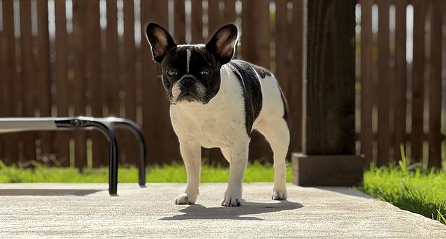 小狗把蚂蚱当零食,主人给它戴上了面具,就像一个小号的汉尼拔休闲区蓝鸢梦想 - Www.slyday.coM 小狗把蚂蚱当零食,主人给它戴上了面具,就像一个小号的汉尼拔休闲区蓝鸢梦想 - Www.slyday.coM