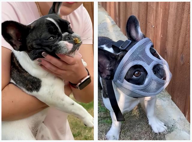 小狗把蚂蚱当零食,主人给它戴上了面具,就像一个小号的汉尼拔休闲区蓝鸢梦想 - Www.slyday.coM 小狗把蚂蚱当零食,主人给它戴上了面具,就像一个小号的汉尼拔休闲区蓝鸢梦想 - Www.slyday.coM