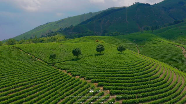 安吉｜一片叶子的故事🍃 在由万亩茶田之间 一间茶室与两座凉亭……_新浪新闻