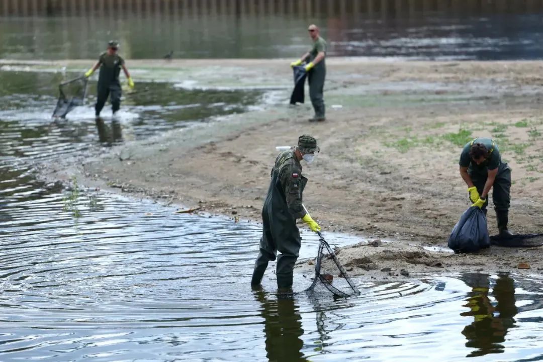 ▲当地时间2022年8月12日，波兰军人清理奥得河出现的死鱼。图/IC photo