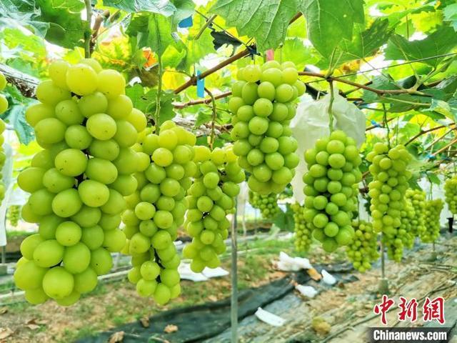 资料图:果粒大呈黄绿色的“香印”葡萄,释放出诱人的魅力。 李晓春 摄