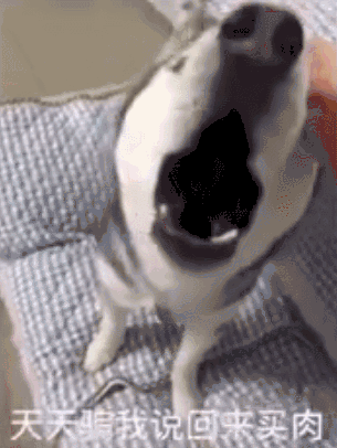 二哈发现买菜回家的主人没有带肉,当场发火!!!休闲区蓝鸢梦想 - Www.slyday.coM 二哈发现买菜回家的主人没有带肉,当场发火!!!休闲区蓝鸢梦想 - Www.slyday.coM