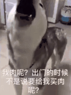 二哈发现买菜回家的主人没有带肉,当场发火!!!休闲区蓝鸢梦想 - Www.slyday.coM 二哈发现买菜回家的主人没有带肉,当场发火!!!休闲区蓝鸢梦想 - Www.slyday.coM