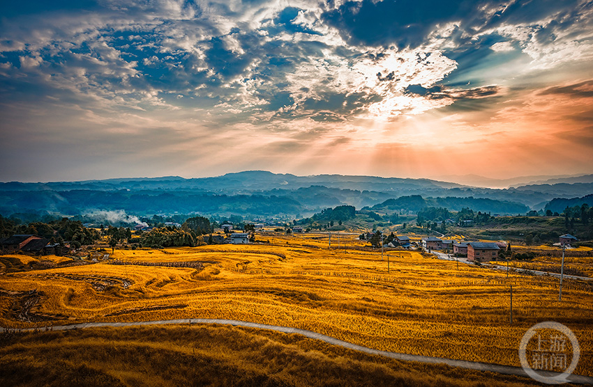 《喜看稻菽千重浪》 萬畝鹽井梯田稻谷金黃，一派豐收景象。肖志洪 攝