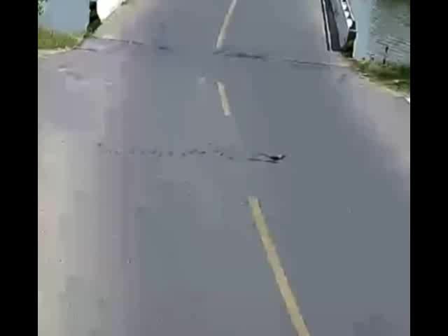 一群野鸭过马路，SUV 司机违停让女子下去看热闹……