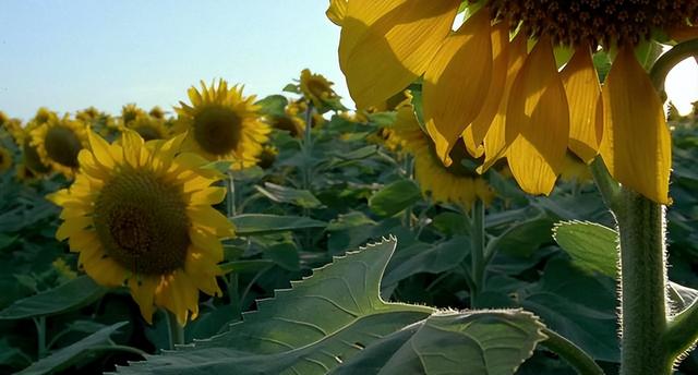 为什么年轻人在大城市“混不下去”,也不愿回老家?休闲区蓝鸢梦想 - Www.slyday.coM 为什么年轻人在大城市“混不下去”,也不愿回老家?休闲区蓝鸢梦想 - Www.slyday.coM