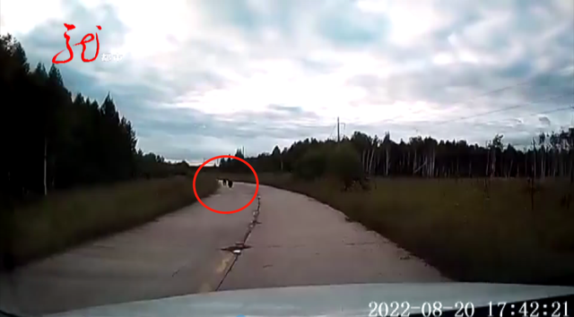 黑龙江逊克县“熊大熊二”出门溜达,附近村民注意啦……休闲区蓝鸢梦想 - Www.slyday.coM 黑龙江逊克县“熊大熊二”出门溜达,附近村民注意啦……休闲区蓝鸢梦想 - Www.slyday.coM