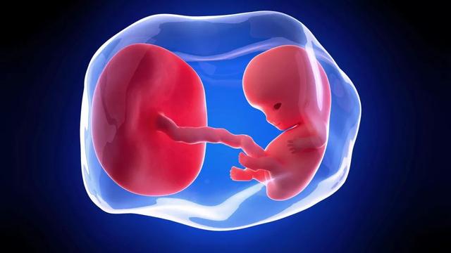 胎盘,被很多人当成“养生佳品”,可胎盘真的这么神奇吗?休闲区蓝鸢梦想 - Www.slyday.coM 胎盘,被很多人当成“养生佳品”,可胎盘真的这么神奇吗?休闲区蓝鸢梦想 - Www.slyday.coM