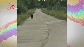 黑龙江逊克县“熊大熊二”出门溜达,附近村民注意啦……休闲区蓝鸢梦想 - Www.slyday.coM 黑龙江逊克县“熊大熊二”出门溜达,附近村民注意啦……休闲区蓝鸢梦想 - Www.slyday.coM