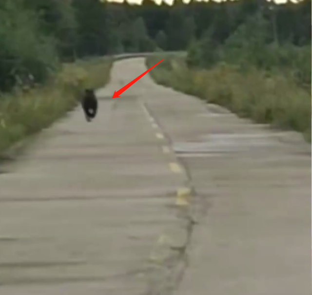 黑龙江逊克县“熊大熊二”出门溜达,附近村民注意啦……休闲区蓝鸢梦想 - Www.slyday.coM 黑龙江逊克县“熊大熊二”出门溜达,附近村民注意啦……休闲区蓝鸢梦想 - Www.slyday.coM