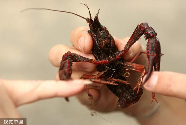 湖水都快抽干了,还没捉住这条“水中杀手”休闲区蓝鸢梦想 - Www.slyday.coM 湖水都快抽干了,还没捉住这条“水中杀手”休闲区蓝鸢梦想 - Www.slyday.coM