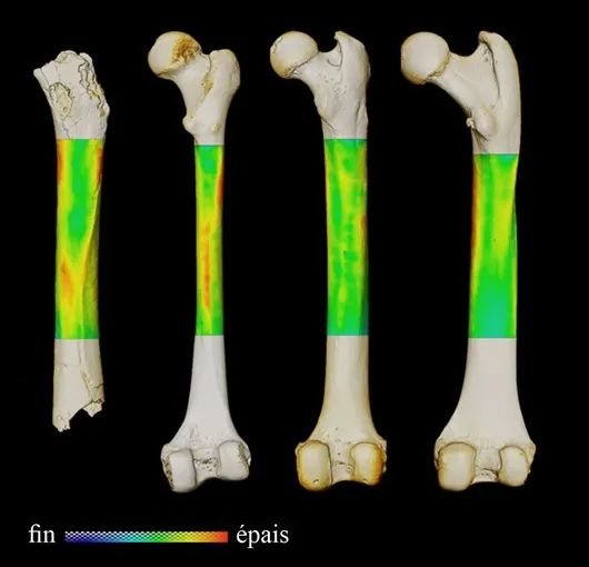 从左到右依次是乍得沙赫人、现存人类、黑猩猩和大猩猩的股骨3D皮质厚度变化图(后视图)。图片来源:Franck Guy