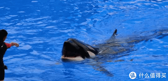 海中大熊猫/水下小张飞/顶级猎手/虎鲸剧场/海豚类物种中的最大码号/上海海昌海洋公园记录攻略游记/再不看以后可能就没有了休闲区蓝鸢梦想 - Www.slyday.coM 海中大熊猫/水下小张飞/顶级猎手/虎鲸剧场/海豚类物种中的最大码号/上海海昌海洋公园记录攻略游记/再不看以后可能就没有了休闲区蓝鸢梦想 - Www.slyday.coM