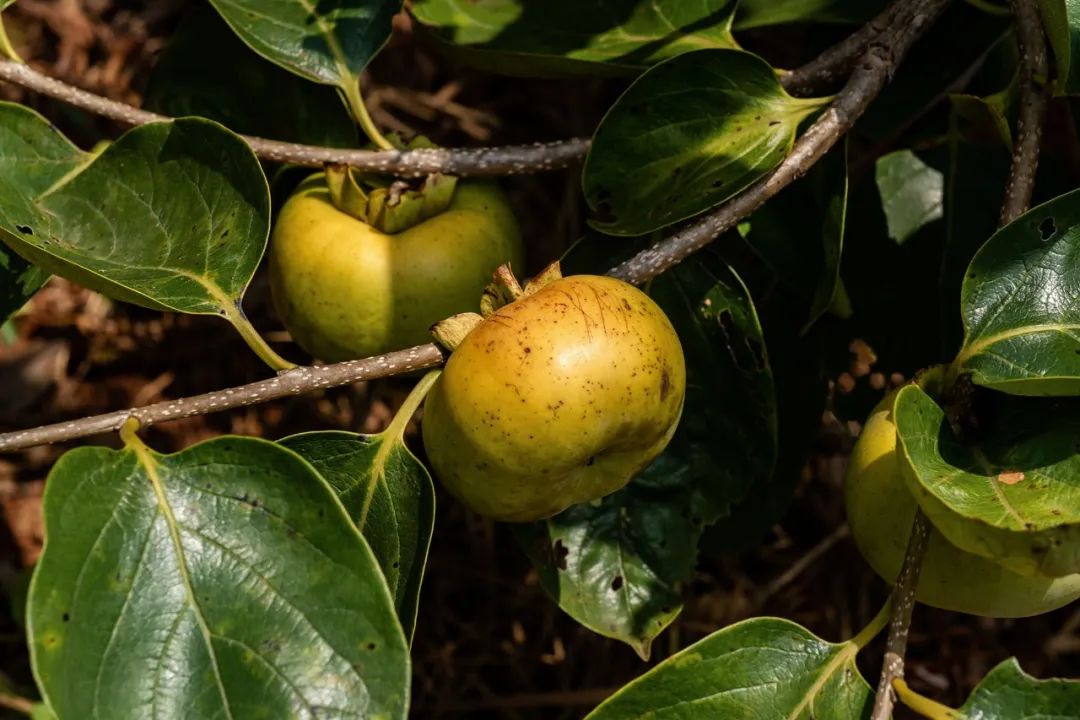 9年朴门实践休闲区蓝鸢梦想 - Www.slyday.coM 9年朴门实践休闲区蓝鸢梦想 - Www.slyday.coM