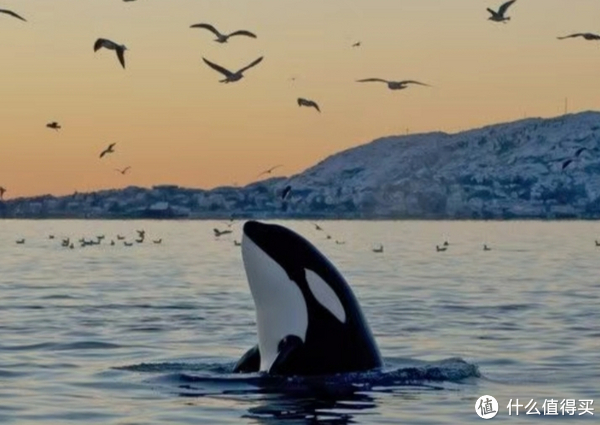 海中大熊猫/水下小张飞/顶级猎手/虎鲸剧场/海豚类物种中的最大码号/上海海昌海洋公园记录攻略游记/再不看以后可能就没有了休闲区蓝鸢梦想 - Www.slyday.coM 海中大熊猫/水下小张飞/顶级猎手/虎鲸剧场/海豚类物种中的最大码号/上海海昌海洋公园记录攻略游记/再不看以后可能就没有了休闲区蓝鸢梦想 - Www.slyday.coM