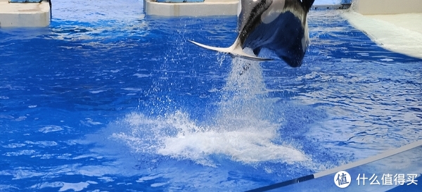 海中大熊猫/水下小张飞/顶级猎手/虎鲸剧场/海豚类物种中的最大码号/上海海昌海洋公园记录攻略游记/再不看以后可能就没有了休闲区蓝鸢梦想 - Www.slyday.coM 海中大熊猫/水下小张飞/顶级猎手/虎鲸剧场/海豚类物种中的最大码号/上海海昌海洋公园记录攻略游记/再不看以后可能就没有了休闲区蓝鸢梦想 - Www.slyday.coM