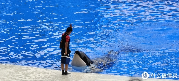 海中大熊猫/水下小张飞/顶级猎手/虎鲸剧场/海豚类物种中的最大码号/上海海昌海洋公园记录攻略游记/再不看以后可能就没有了休闲区蓝鸢梦想 - Www.slyday.coM 海中大熊猫/水下小张飞/顶级猎手/虎鲸剧场/海豚类物种中的最大码号/上海海昌海洋公园记录攻略游记/再不看以后可能就没有了休闲区蓝鸢梦想 - Www.slyday.coM