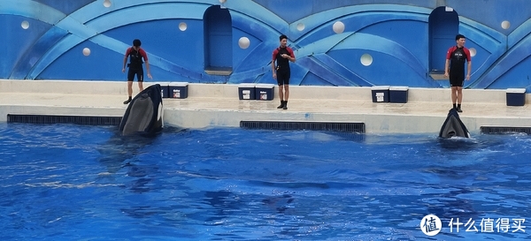 海中大熊猫/水下小张飞/顶级猎手/虎鲸剧场/海豚类物种中的最大码号/上海海昌海洋公园记录攻略游记/再不看以后可能就没有了休闲区蓝鸢梦想 - Www.slyday.coM 海中大熊猫/水下小张飞/顶级猎手/虎鲸剧场/海豚类物种中的最大码号/上海海昌海洋公园记录攻略游记/再不看以后可能就没有了休闲区蓝鸢梦想 - Www.slyday.coM