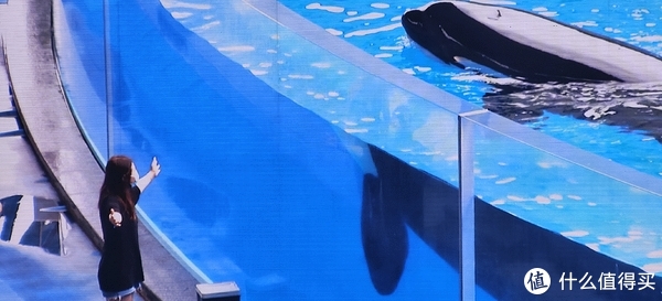 海中大熊猫/水下小张飞/顶级猎手/虎鲸剧场/海豚类物种中的最大码号/上海海昌海洋公园记录攻略游记/再不看以后可能就没有了休闲区蓝鸢梦想 - Www.slyday.coM 海中大熊猫/水下小张飞/顶级猎手/虎鲸剧场/海豚类物种中的最大码号/上海海昌海洋公园记录攻略游记/再不看以后可能就没有了休闲区蓝鸢梦想 - Www.slyday.coM