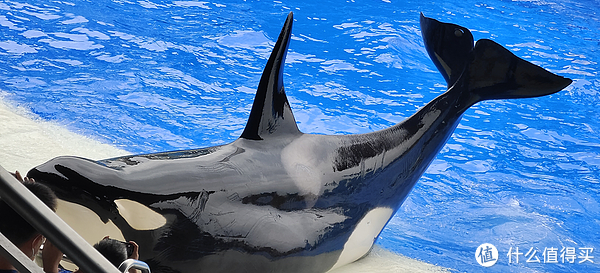 海中大熊猫/水下小张飞/顶级猎手/虎鲸剧场/海豚类物种中的最大码号/上海海昌海洋公园记录攻略游记/再不看以后可能就没有了休闲区蓝鸢梦想 - Www.slyday.coM 海中大熊猫/水下小张飞/顶级猎手/虎鲸剧场/海豚类物种中的最大码号/上海海昌海洋公园记录攻略游记/再不看以后可能就没有了休闲区蓝鸢梦想 - Www.slyday.coM