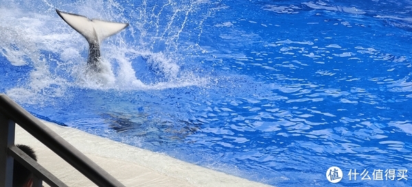 海中大熊猫/水下小张飞/顶级猎手/虎鲸剧场/海豚类物种中的最大码号/上海海昌海洋公园记录攻略游记/再不看以后可能就没有了休闲区蓝鸢梦想 - Www.slyday.coM 海中大熊猫/水下小张飞/顶级猎手/虎鲸剧场/海豚类物种中的最大码号/上海海昌海洋公园记录攻略游记/再不看以后可能就没有了休闲区蓝鸢梦想 - Www.slyday.coM