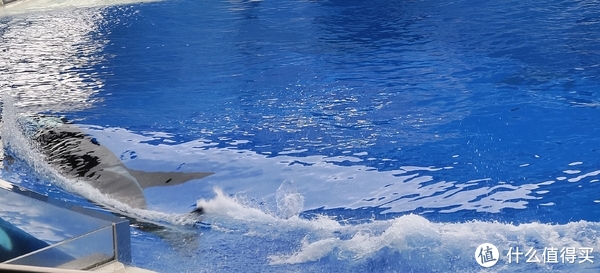 海中大熊猫/水下小张飞/顶级猎手/虎鲸剧场/海豚类物种中的最大码号/上海海昌海洋公园记录攻略游记/再不看以后可能就没有了休闲区蓝鸢梦想 - Www.slyday.coM 海中大熊猫/水下小张飞/顶级猎手/虎鲸剧场/海豚类物种中的最大码号/上海海昌海洋公园记录攻略游记/再不看以后可能就没有了休闲区蓝鸢梦想 - Www.slyday.coM