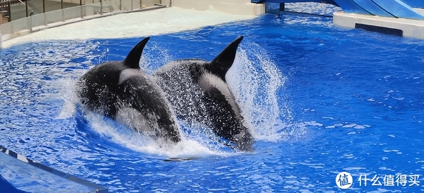 海中大熊猫/水下小张飞/顶级猎手/虎鲸剧场/海豚类物种中的最大码号/上海海昌海洋公园记录攻略游记/再不看以后可能就没有了休闲区蓝鸢梦想 - Www.slyday.coM 海中大熊猫/水下小张飞/顶级猎手/虎鲸剧场/海豚类物种中的最大码号/上海海昌海洋公园记录攻略游记/再不看以后可能就没有了休闲区蓝鸢梦想 - Www.slyday.coM