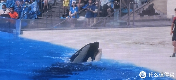海中大熊猫/水下小张飞/顶级猎手/虎鲸剧场/海豚类物种中的最大码号/上海海昌海洋公园记录攻略游记/再不看以后可能就没有了休闲区蓝鸢梦想 - Www.slyday.coM 海中大熊猫/水下小张飞/顶级猎手/虎鲸剧场/海豚类物种中的最大码号/上海海昌海洋公园记录攻略游记/再不看以后可能就没有了休闲区蓝鸢梦想 - Www.slyday.coM