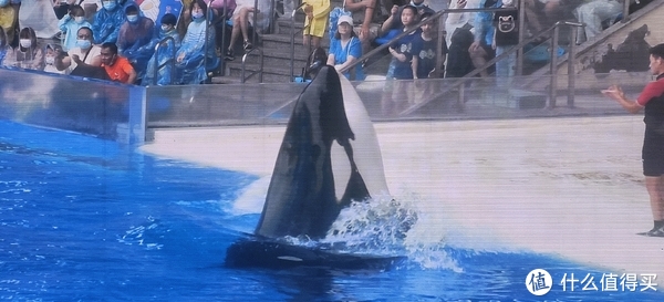 海中大熊猫/水下小张飞/顶级猎手/虎鲸剧场/海豚类物种中的最大码号/上海海昌海洋公园记录攻略游记/再不看以后可能就没有了休闲区蓝鸢梦想 - Www.slyday.coM 海中大熊猫/水下小张飞/顶级猎手/虎鲸剧场/海豚类物种中的最大码号/上海海昌海洋公园记录攻略游记/再不看以后可能就没有了休闲区蓝鸢梦想 - Www.slyday.coM