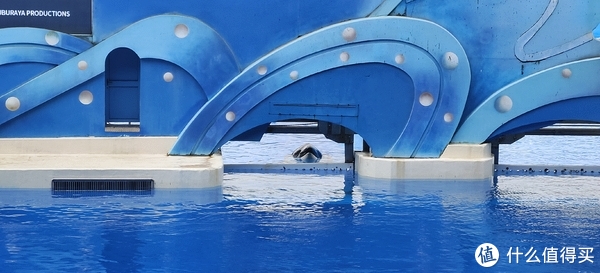 海中大熊猫/水下小张飞/顶级猎手/虎鲸剧场/海豚类物种中的最大码号/上海海昌海洋公园记录攻略游记/再不看以后可能就没有了休闲区蓝鸢梦想 - Www.slyday.coM 海中大熊猫/水下小张飞/顶级猎手/虎鲸剧场/海豚类物种中的最大码号/上海海昌海洋公园记录攻略游记/再不看以后可能就没有了休闲区蓝鸢梦想 - Www.slyday.coM