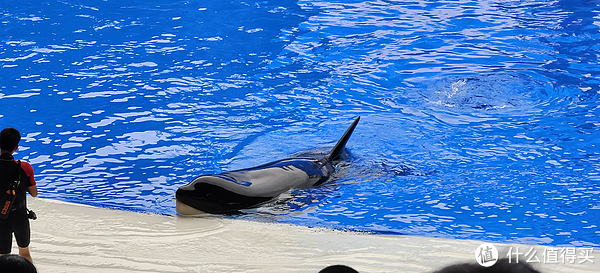 海中大熊猫/水下小张飞/顶级猎手/虎鲸剧场/海豚类物种中的最大码号/上海海昌海洋公园记录攻略游记/再不看以后可能就没有了休闲区蓝鸢梦想 - Www.slyday.coM 海中大熊猫/水下小张飞/顶级猎手/虎鲸剧场/海豚类物种中的最大码号/上海海昌海洋公园记录攻略游记/再不看以后可能就没有了休闲区蓝鸢梦想 - Www.slyday.coM