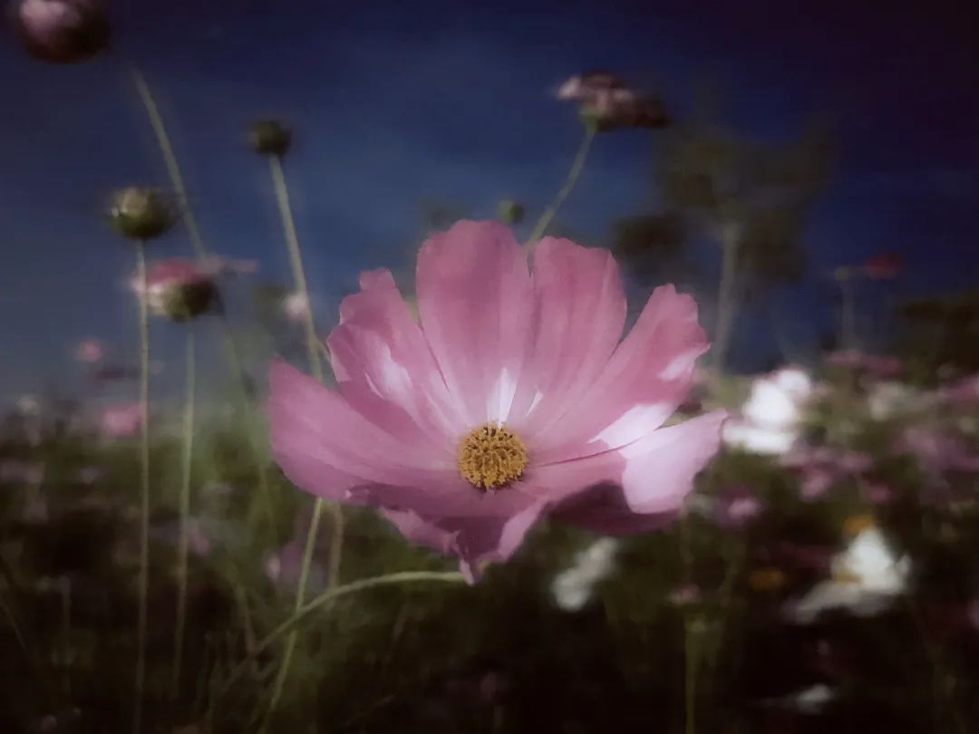 中国90后小伙用着6年前的iPhone,拍出令人赞叹的旅行大片!休闲区蓝鸢梦想 - Www.slyday.coM 中国90后小伙用着6年前的iPhone,拍出令人赞叹的旅行大片!休闲区蓝鸢梦想 - Www.slyday.coM