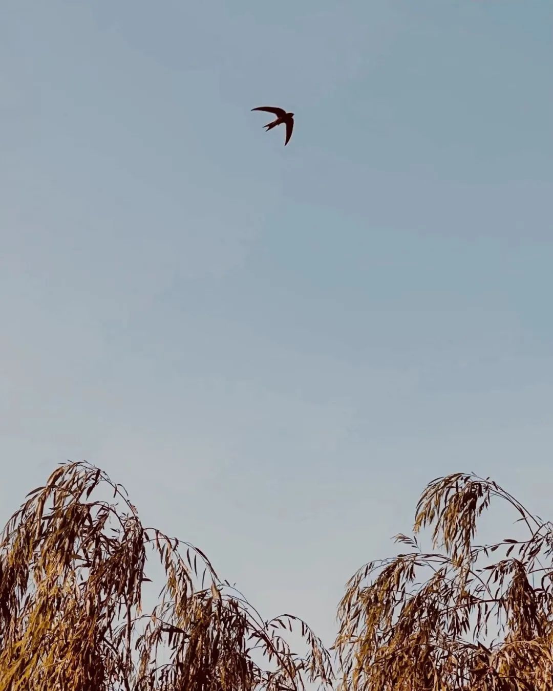 中国90后小伙用着6年前的iPhone,拍出令人赞叹的旅行大片!休闲区蓝鸢梦想 - Www.slyday.coM 中国90后小伙用着6年前的iPhone,拍出令人赞叹的旅行大片!休闲区蓝鸢梦想 - Www.slyday.coM