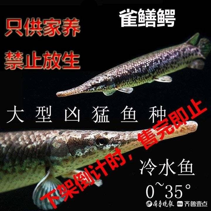 电商平台鳄雀鳝仍在隐蔽售卖!月销两千,有商家称售完即止休闲区蓝鸢梦想 - Www.slyday.coM 电商平台鳄雀鳝仍在隐蔽售卖!月销两千,有商家称售完即止休闲区蓝鸢梦想 - Www.slyday.coM