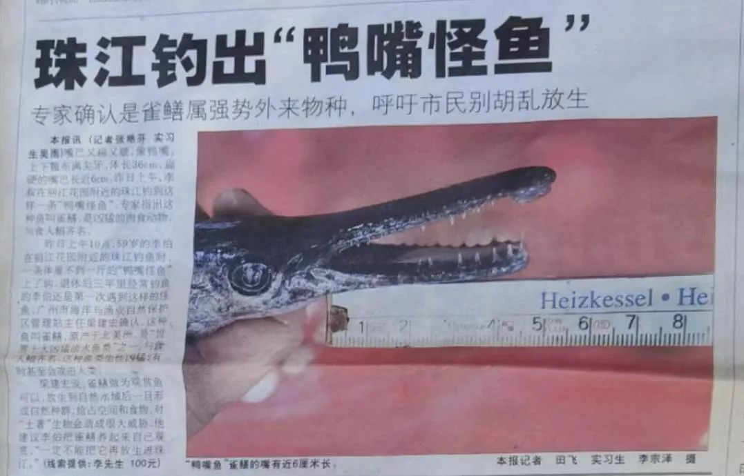 ▲2007年,渔民从珠江钓到鳄雀鳝的报道。受访者供图