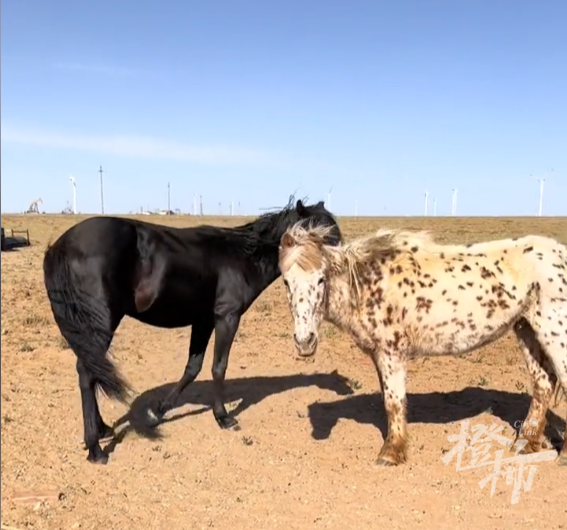今天这段送葬视频看哭很多人!34岁老马去世,2匹小马拦在车前……休闲区蓝鸢梦想 - Www.slyday.coM 今天这段送葬视频看哭很多人!34岁老马去世,2匹小马拦在车前……休闲区蓝鸢梦想 - Www.slyday.coM