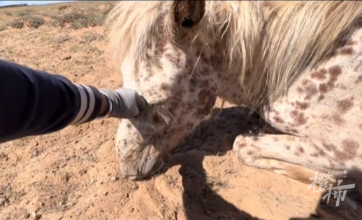 今天这段送葬视频看哭很多人!34岁老马去世,2匹小马拦在车前……休闲区蓝鸢梦想 - Www.slyday.coM 今天这段送葬视频看哭很多人!34岁老马去世,2匹小马拦在车前……休闲区蓝鸢梦想 - Www.slyday.coM