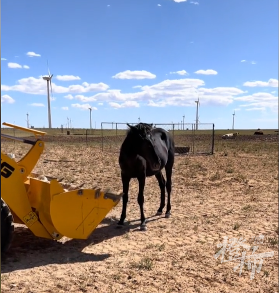 今天这段送葬视频看哭很多人!34岁老马去世,2匹小马拦在车前……休闲区蓝鸢梦想 - Www.slyday.coM 今天这段送葬视频看哭很多人!34岁老马去世,2匹小马拦在车前……休闲区蓝鸢梦想 - Www.slyday.coM